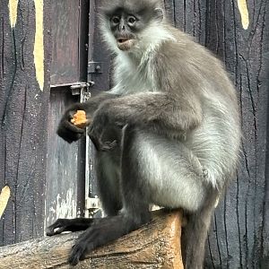 White-thighed Surili - wild