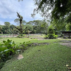 Asian Water Buffalo Exhibit