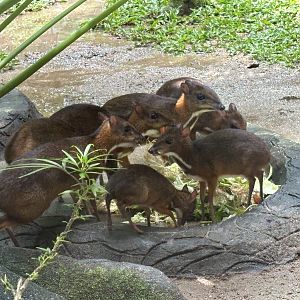 Lesser Mouse-deer Bonanza!