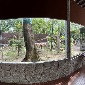 Common Palm Civet Exhibit