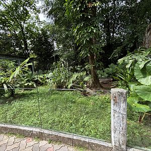 Lesser Mouse-deer Exhibit