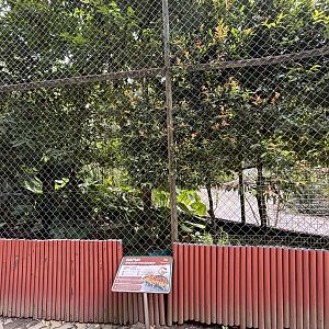 Greater Mouse-deer Exhibit