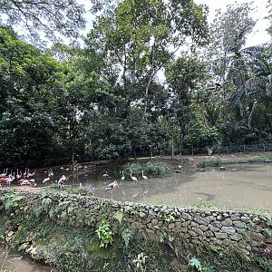 Greater + Caribbean Flamingo Exhibit