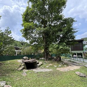 Aldabra Tortoise Exhibit