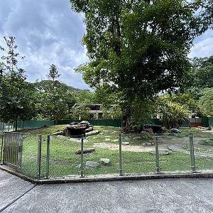 Aldabra Tortoise Exhibit