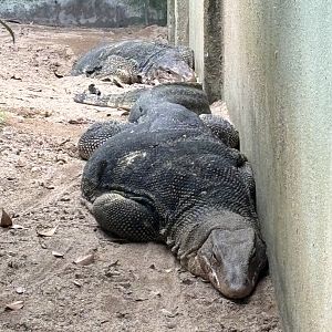 Asian Water Monitors