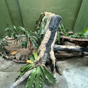 Albino Reticulated Python Exhibit