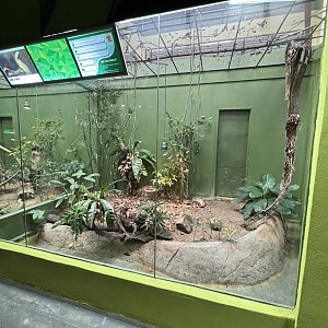 King Cobra Exhibit