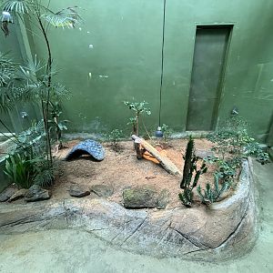 Black-and-white Tegu Exhibit