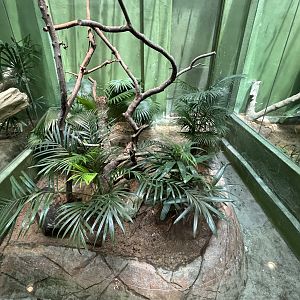 Dog-toothed Cat Snake Exhibit