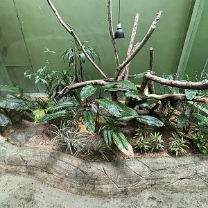 Albino Boa Constrictor Exhibit