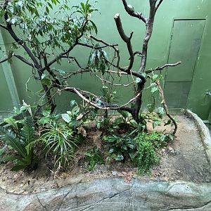 Wagler’s Pit Viper Exhibit