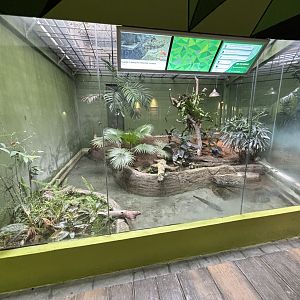 Cuvier’s Dwarf Caiman Exhibit