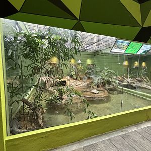 Spectacled Caiman Exhibit