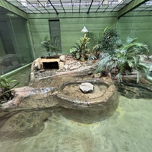 African Dwarf Crocodile Exhibit