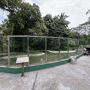 Saltwater Crocodile Exhibit