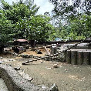 Malayan Porcupine Exhibit