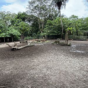 Javan Rusa Deer Exhibit #2
