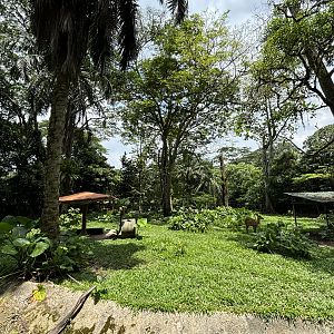 Malayan Tapir/Nyala/Barking Deer Exhibit