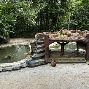 Capybara Exhibit