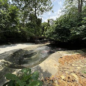 Common Hippo Exhibit - puny!