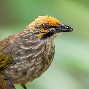Straw-headed Bulbul (Pycnonotus Zeylanicus)