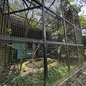 White-bellied Sea Eagle Aviary