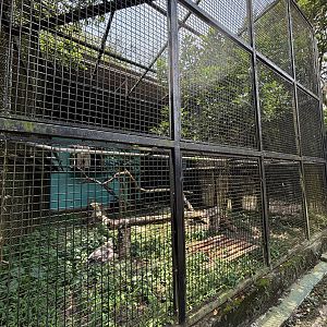 Himalayan Griffon Vulture Aviary