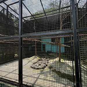 Lion-tailed Macaque Exhibit