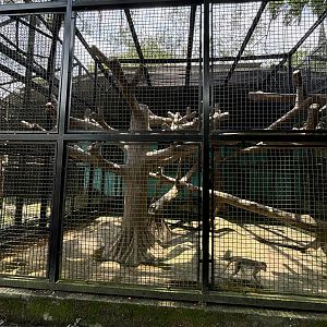 Bonnet Macaque Exhibit #1