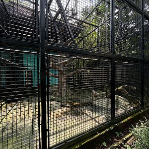 Stump-tailed Macaque Exhibit