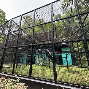 Ring-tailed Lemur Exhibit