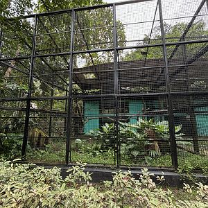 Black-and-white Ruffed Lemur Exhibit
