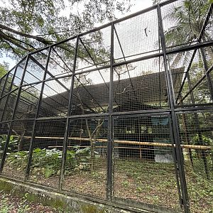 White-handed Gibbon Exhibit #1