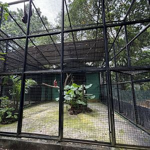 White-handed Gibbon Exhibit #2