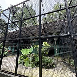 White-handed Gibbon Exhibit #3