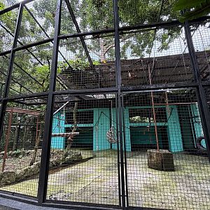 Siamang Exhibit #2