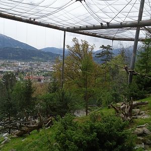 Bearded vulture (/alpine marmot) aviary