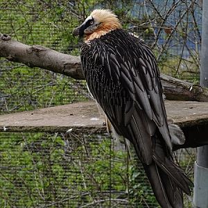 Bearded vulture (Gypaetus barbatus)