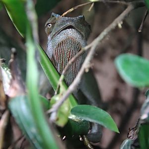 African chameleon (Chamaeleo africanus)