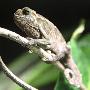 Montane side-striped chameleon (Trioceros ellioti)