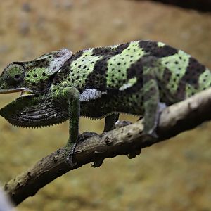 Flapneck chameleon (Chamaeleo dilepis)