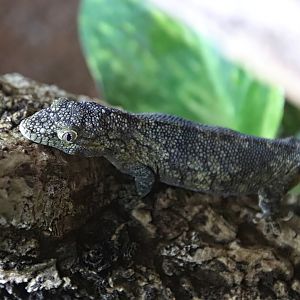 Bauer's chameleon gecko (Eurydactylodes agricolae)