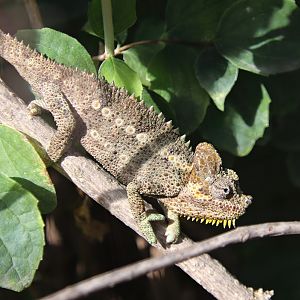 High-casque chameleon (Trioceros hoehnelii)