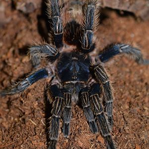 Cobalt red rump tarantula (Thrixopelma cyaneolum)