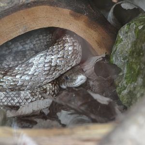 Gray ratsnake (Pantherophis spiloides)