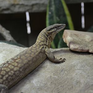 Spiny-tailed monitor