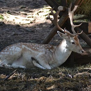 Leucistic male fallow deer