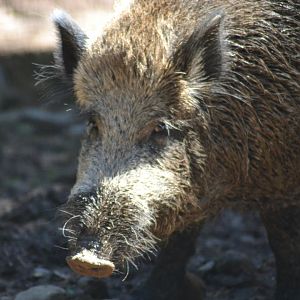 Iberian Wild Boar - Sus scrofa castanilius