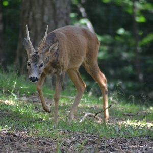 European Roe Deer - Capreolus capreolus
